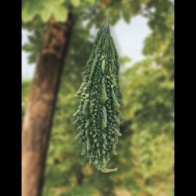 Bitter Gourd Seeds